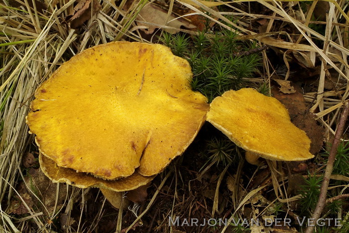 Holsteelboleet, gele variant - Boletinus cavipes f. aureus